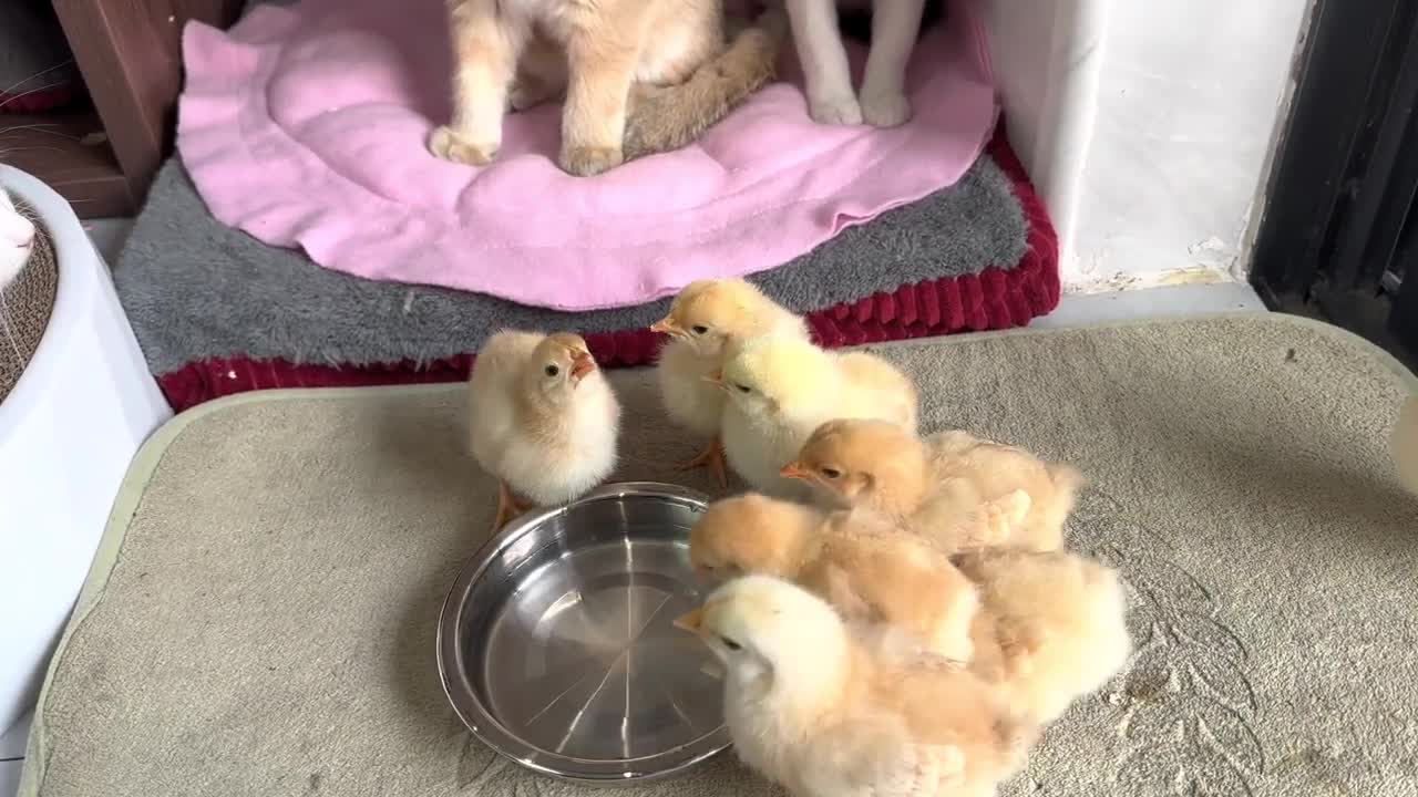 The three kittens watch the chick eat food seriously. The life of kittens and chickens