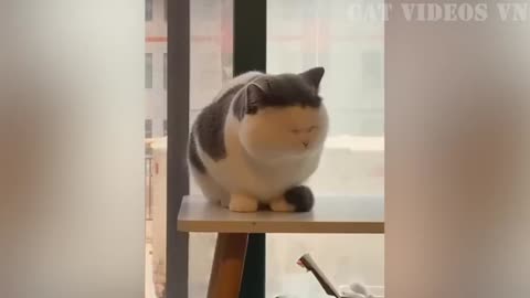 Funny Cat and Dog Compilation pt 1