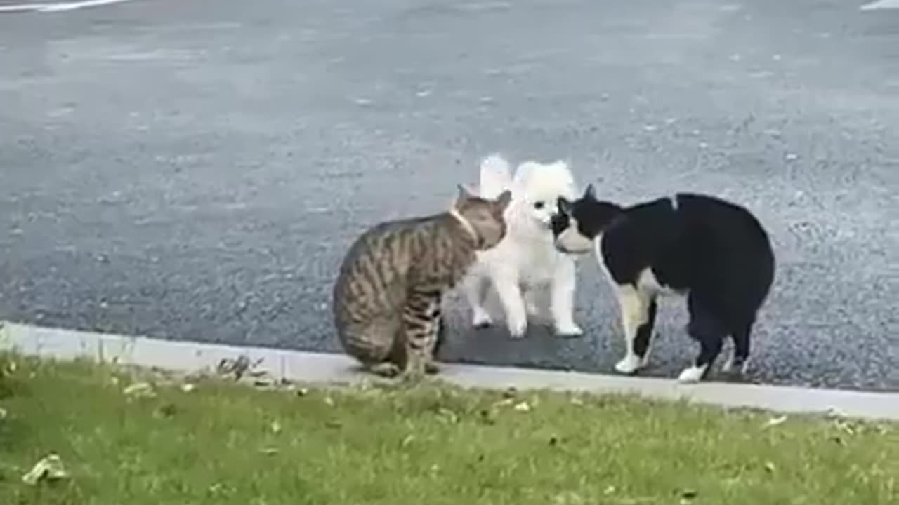 the dog just wanted a friend