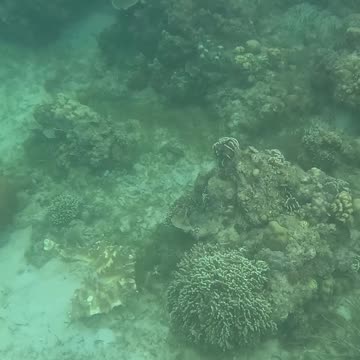 An Early Morning Snorkeling Adventure