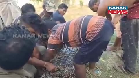 Crocodile in kendrapada odisha