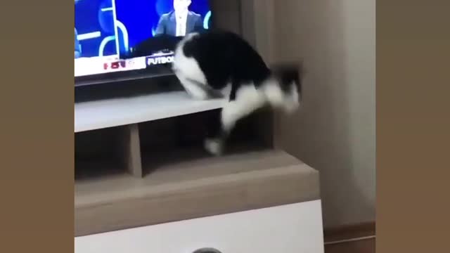 Most funny video for cat 🐈😂🤣