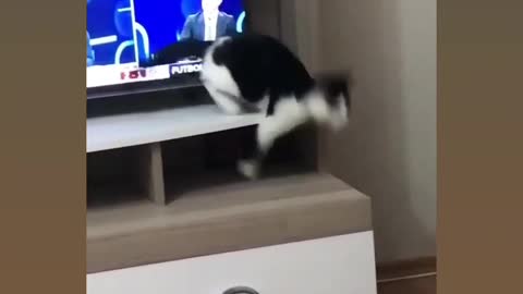 Most funny video for cat 🐈😂🤣