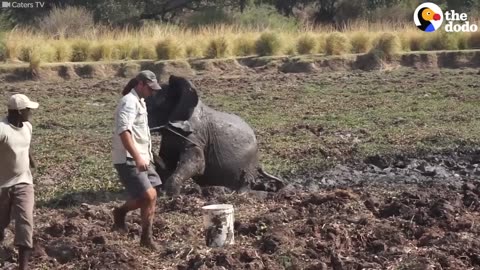 Heroes Saw Animals In Trouble And Did Exactly The Right Thing