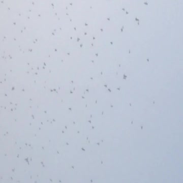 A swarm of blackbirds