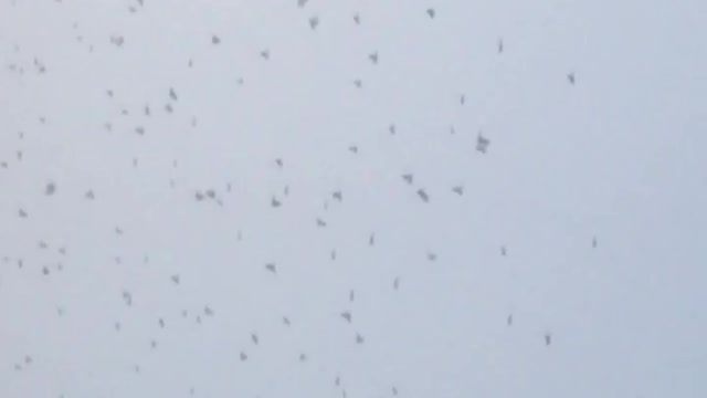 A swarm of blackbirds