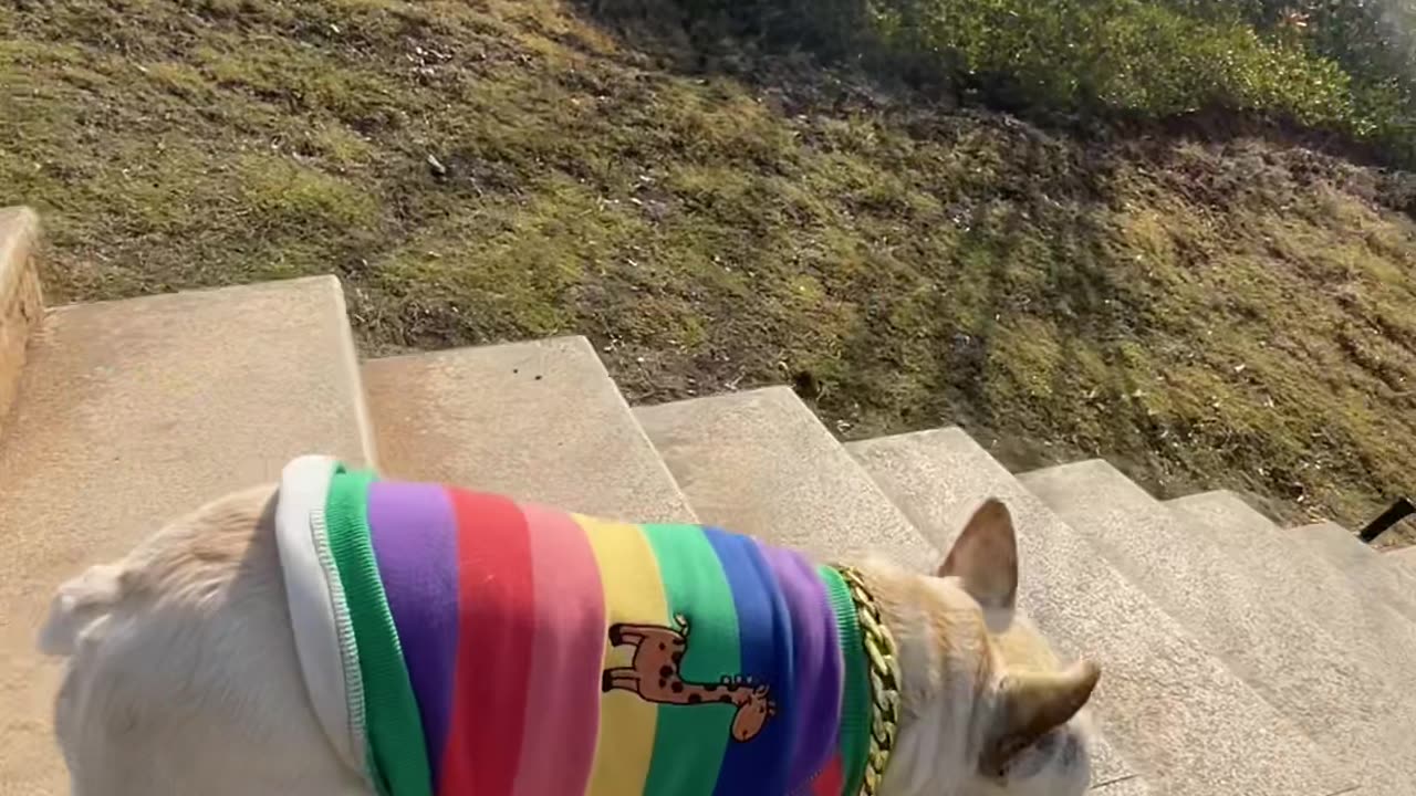 Doggy style