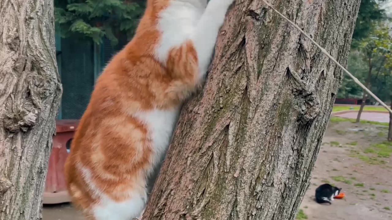 Cat Funny Video & Cat Funny & Cat Video & Cute Cat