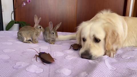 Baby Bunnies and Golden Retriever vs. Cockroaches