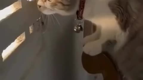 What funny cats, like humans 😜. My life happens in the back of the house.