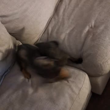 Hotdog Hercule: The Next BIG Blockbuster