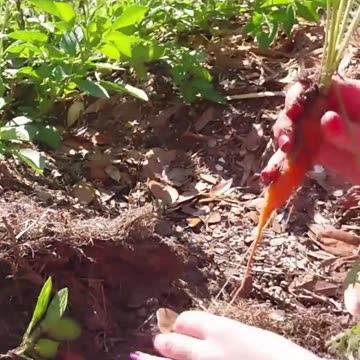 Little Girl Pulling Carrot Out of the Ground