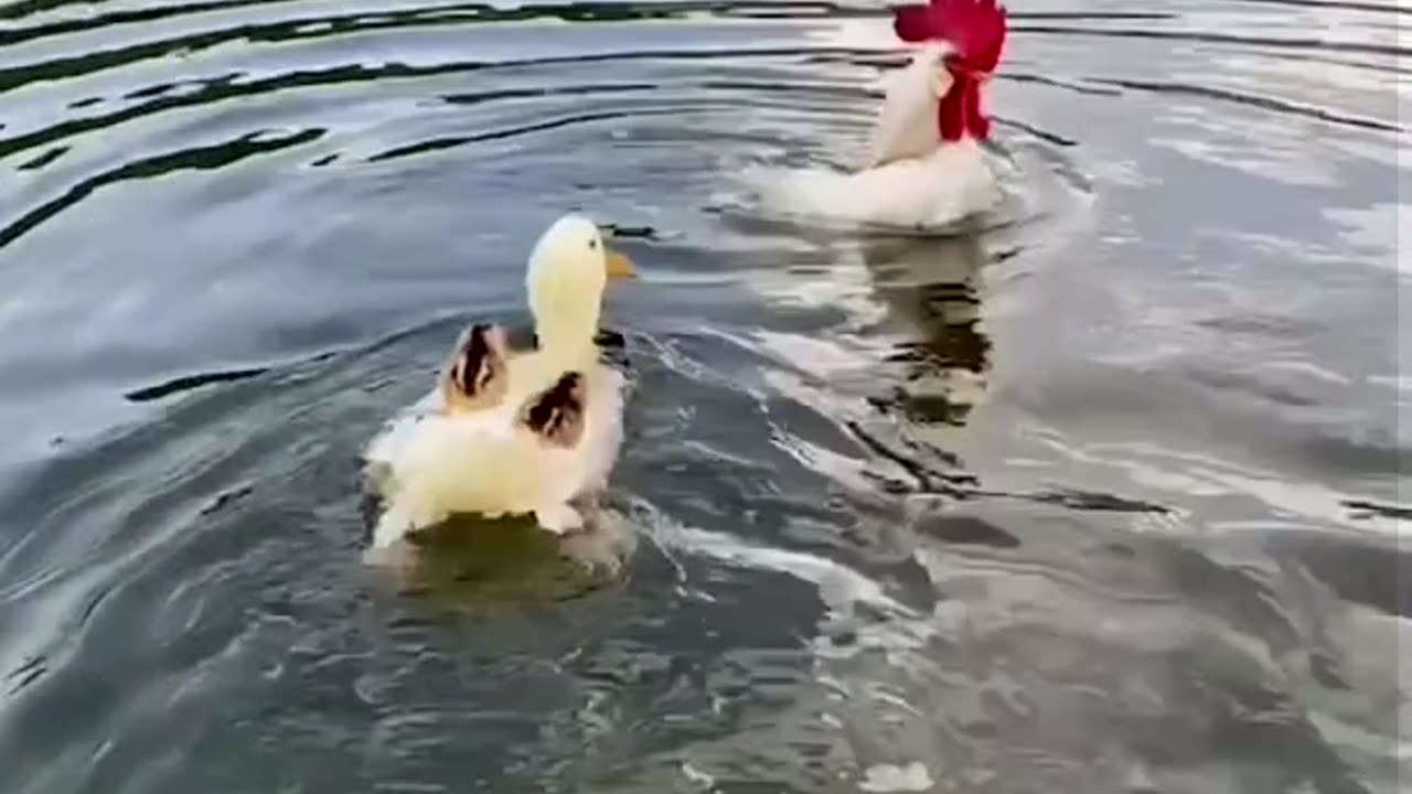 Duck mother teaches chicks how to swim