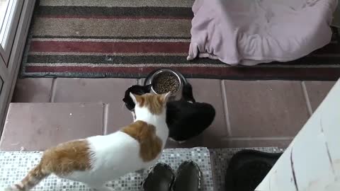 Funny & Cute Cat Fight Compilation Video