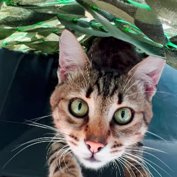 The border guard "Sam" and his cat Shtil send a combat "hello" from the ship