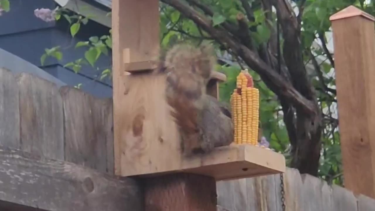 Squirrel Visitor this Evening