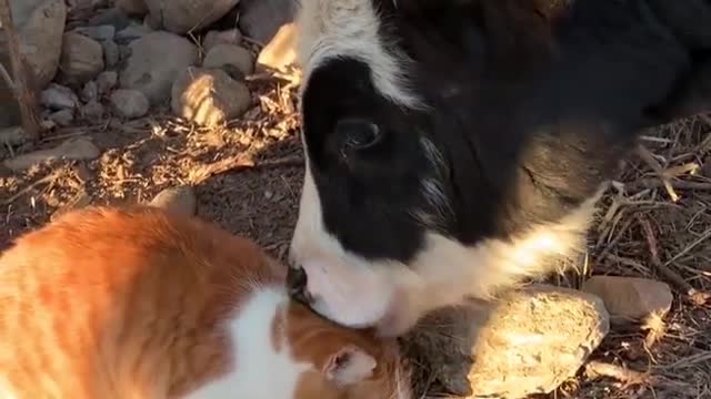 A Chubby Cat and Adorable Cow Have the Best Friendship