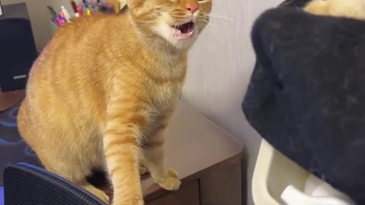 Cats