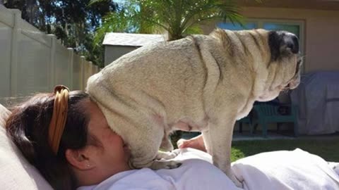 If you really think that owning a dog is easy, you need watch this immediately~~~