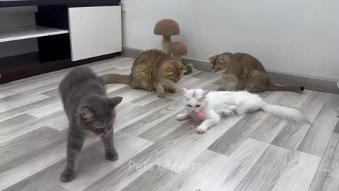 Best funny cats and dogs Funniest animals
