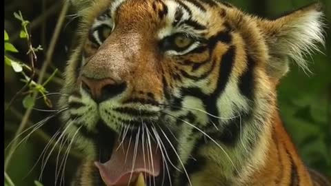 The tiger