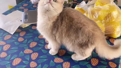 This cat really looks like a princess