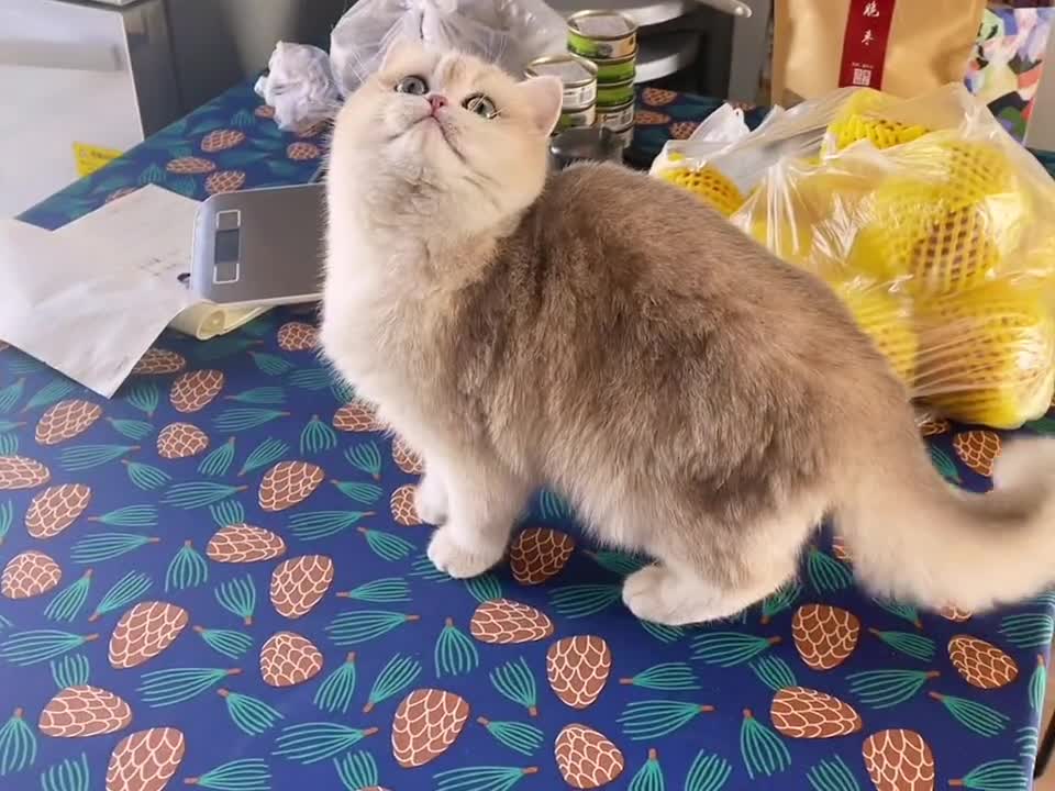 This cat really looks like a princess