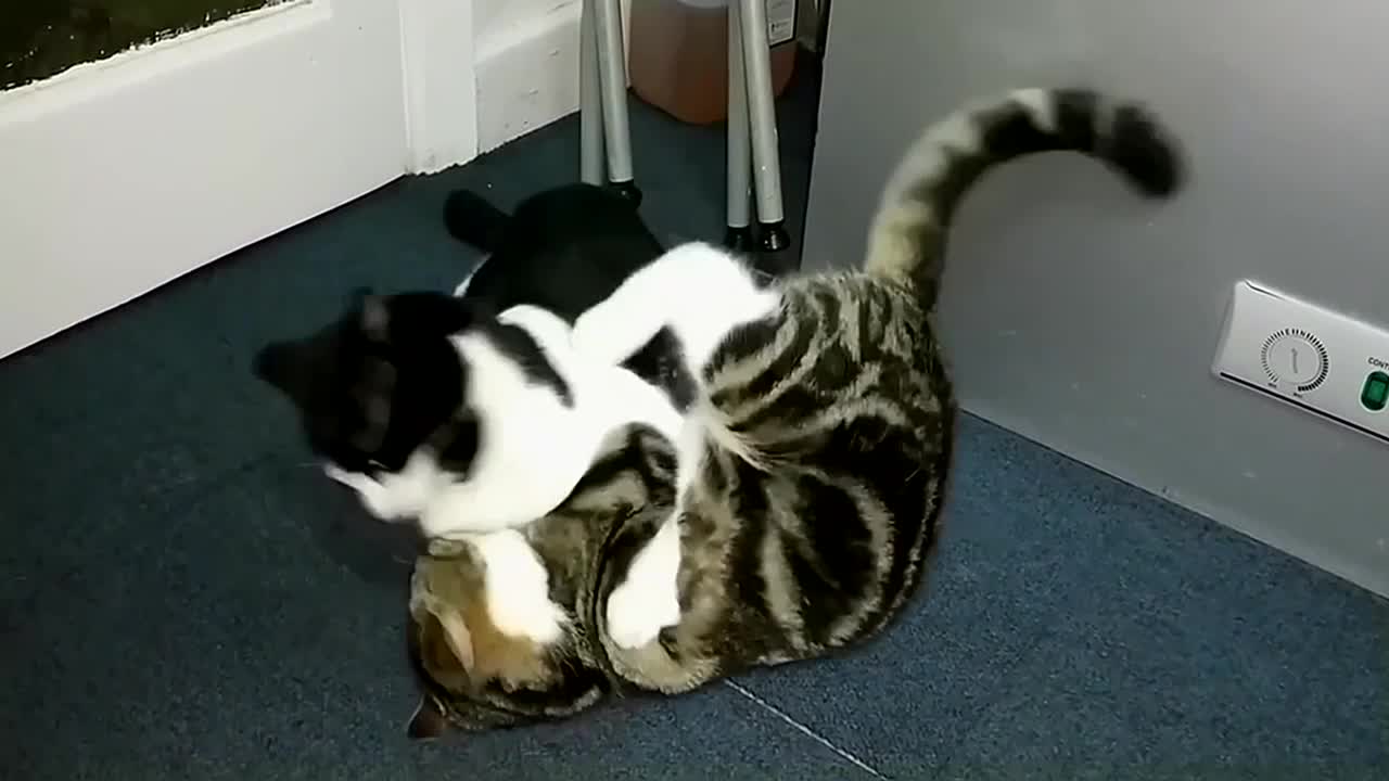 Funny & Cute Cat Fight Compilation Video