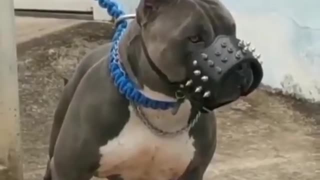 pitbull dog short video | hard dog