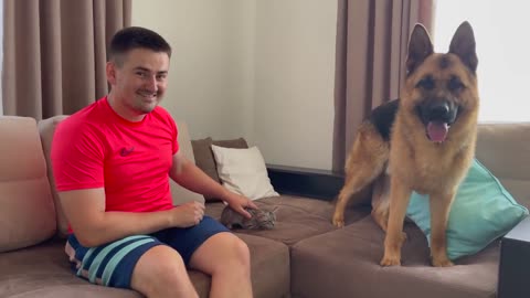 How a German Shepherd and a Kitten Became Friends-18