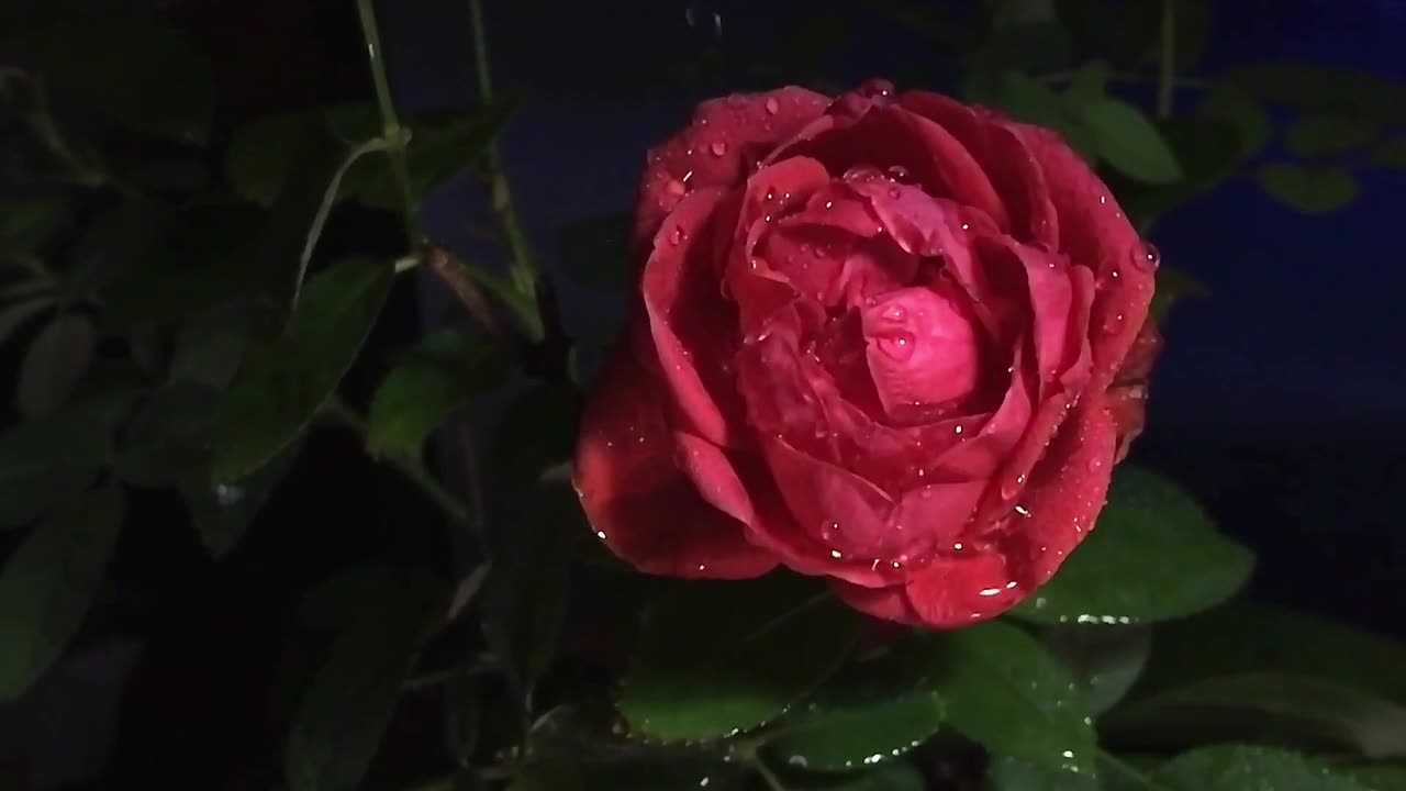 Slowmotion flowers