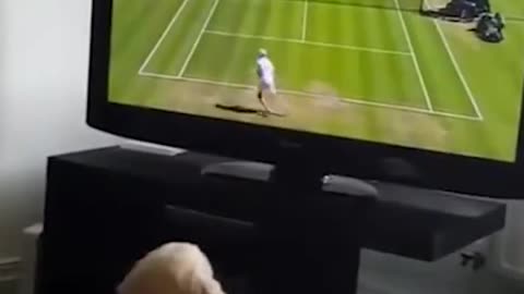 Cute dog Watching Tennis On TV