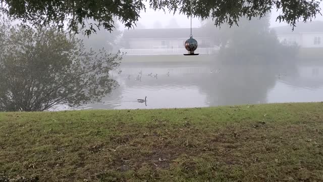 Steam Fog & Canadian Geese