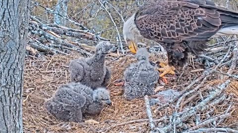 Bald eagle mother takes good care of her baby