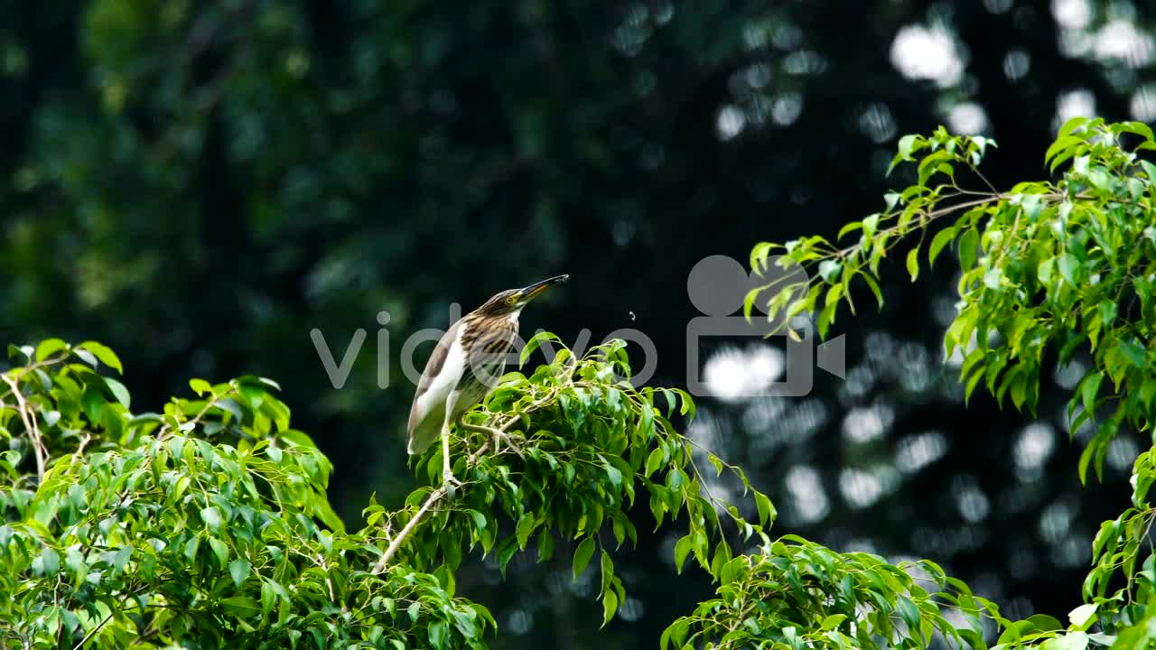 Chinese Heron Bird