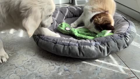 What does a Golden Retriever Puppy do when a Cat Occupied her Bed