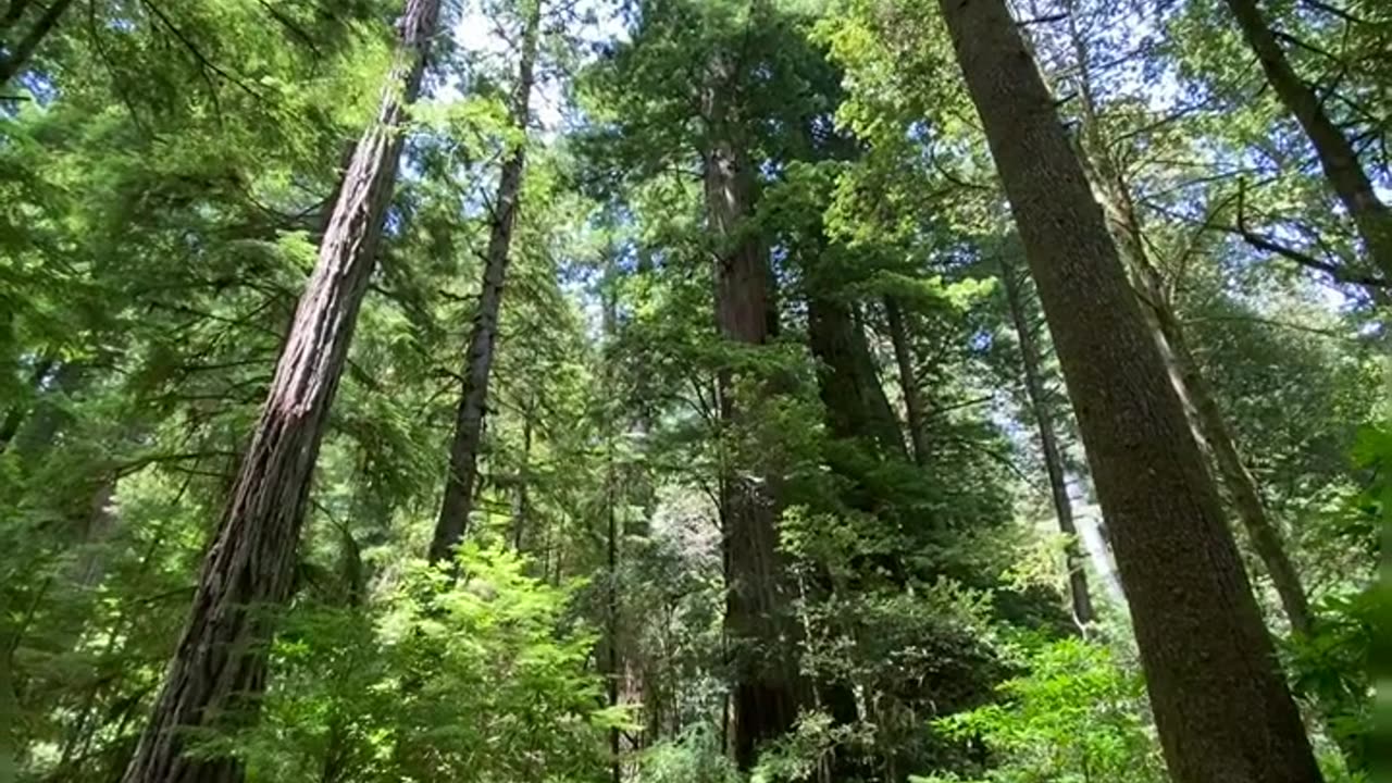 Exploring the Majestic Giants of Redwood National Park