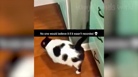 Funny Animal Videos 2023 😇 - Funniest Dogs and Cats Videos 😁 1