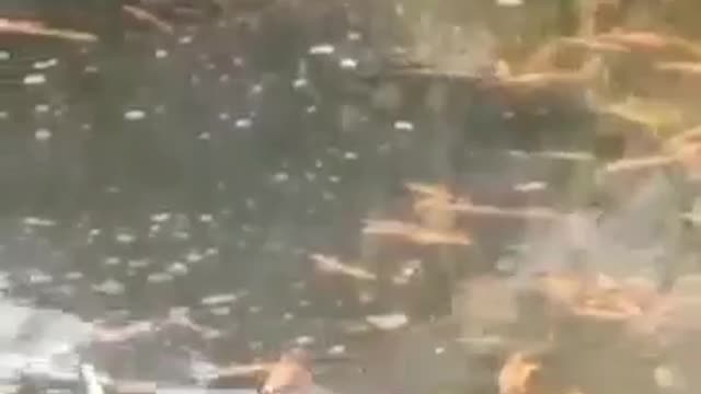 animal in ukrian 2022