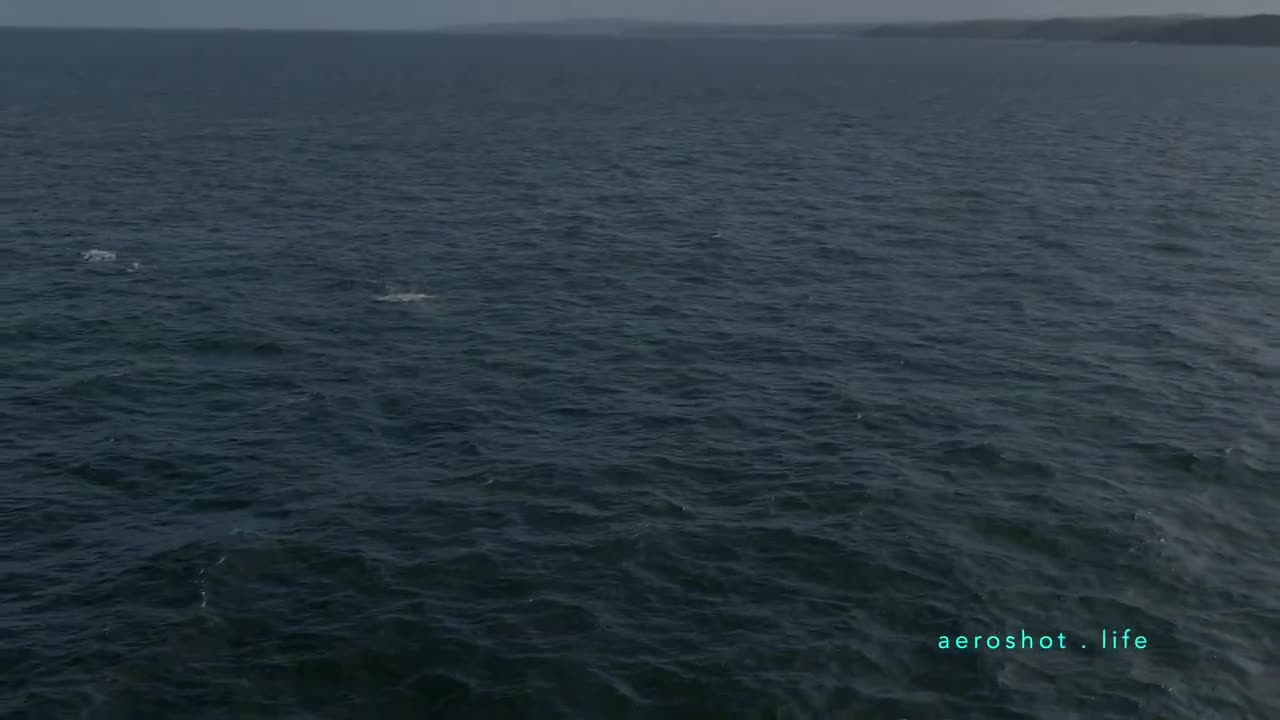 Bermagui BLUE Whale