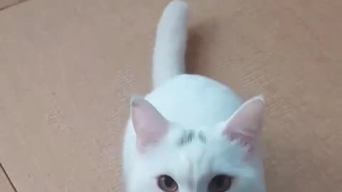 Funny cat