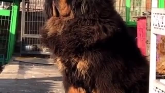 The Tibetan mastiff