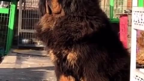 The Tibetan mastiff