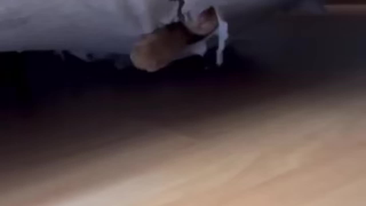 Funny animals 2023 - Funniest Cats and Dogs Video i?%,248 #shorts