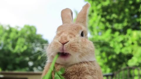 Little rabbits