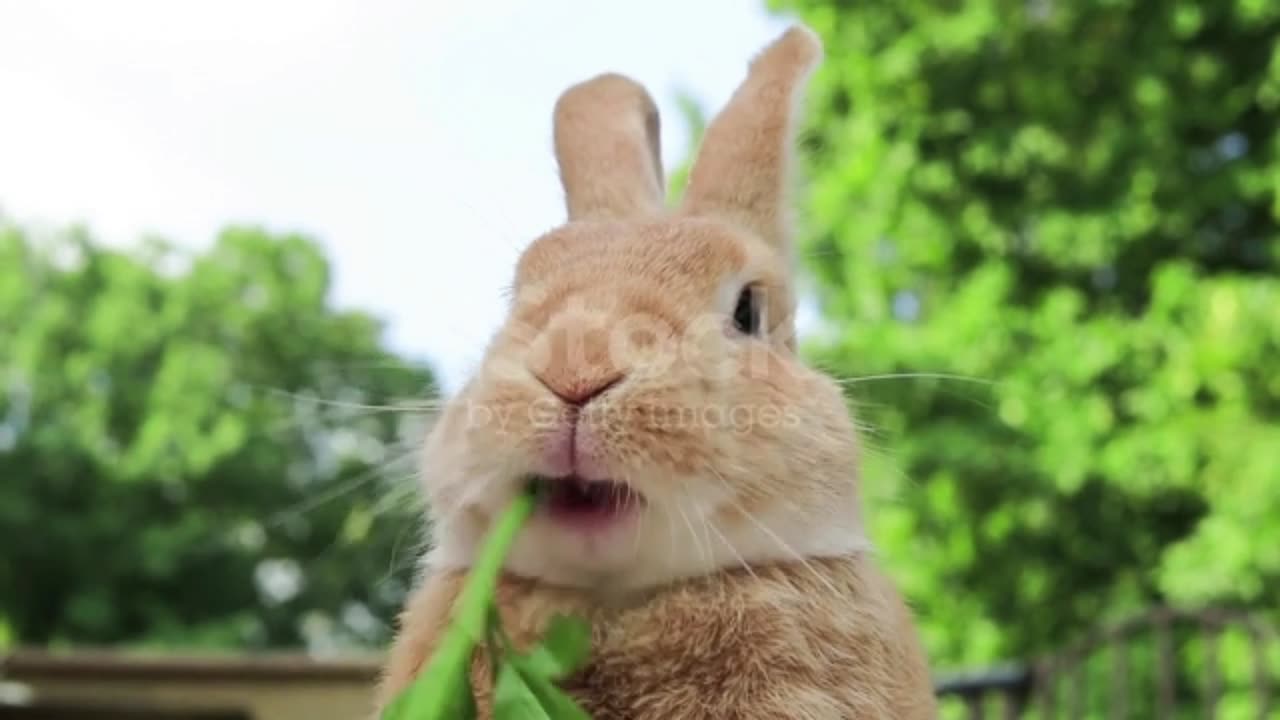 Little rabbits