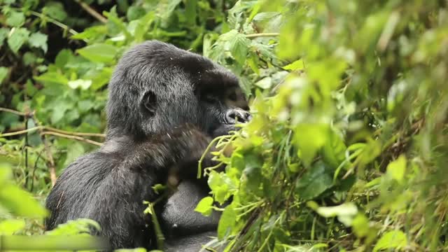 Todos os tipos de animais que vivem na floresta tropical do Brasil levam você ao mundo animal #3