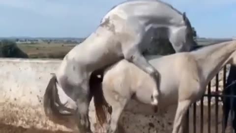 Horse First meeting