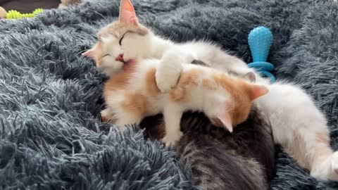 Mom Cat Attacked by Tiny Kitten [Cuteness Overload]