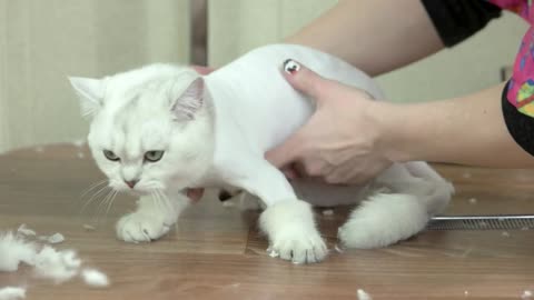 Cat and female hands. Cute animal after haircut. Facts about cats